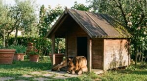 Cuccia per cani da esterno: le 5 migliori (2026)
