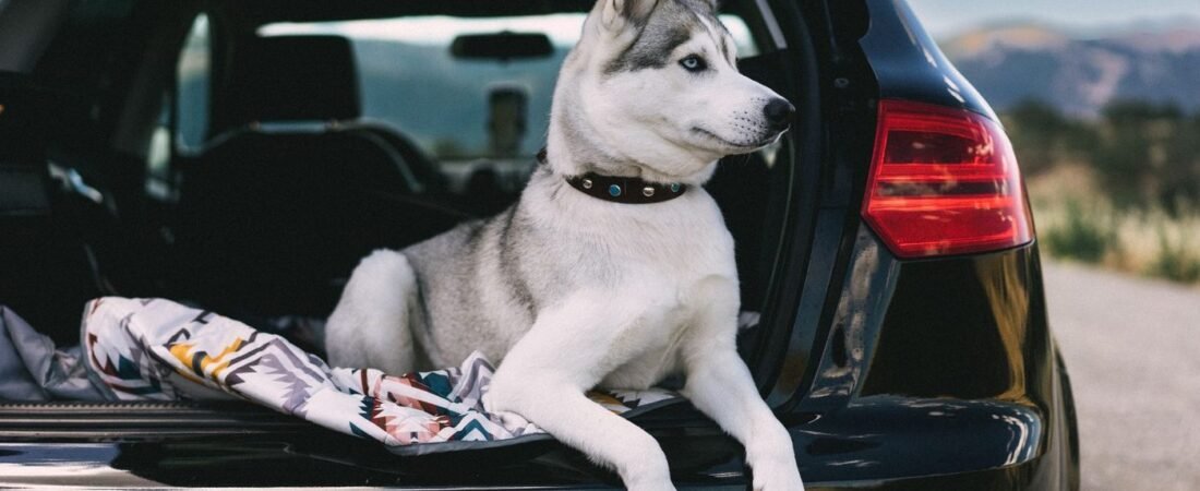 Migliori rampe per cani: auto, divano e letto (2026)