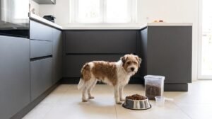 Monge Crocchette per Cani: Guida alle Linee e Come Scegliere [2026]