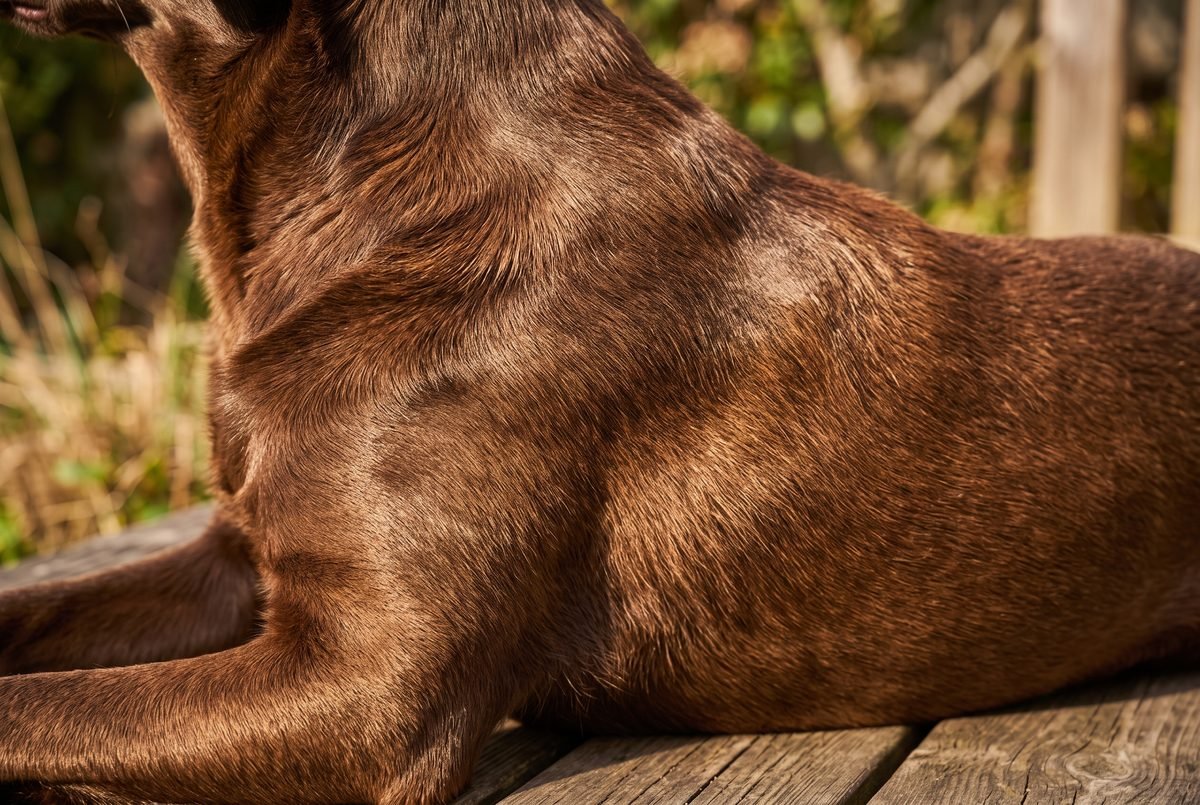 Primo piano del pelo lucido e spazzolato di un cane in salute