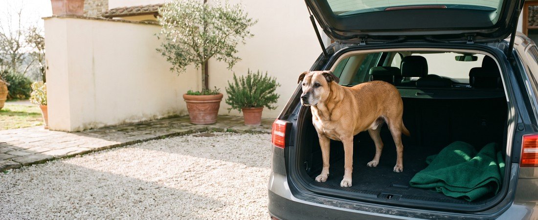 Confis Ultra per cani: quando è la scelta giusta e quando basta una formula più semplice
