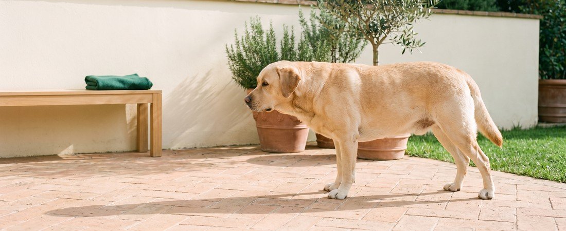 Displasia del gomito del cane: come si riconosce e cosa si fa